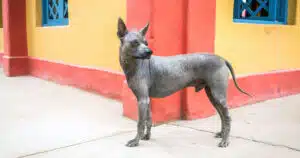 cane nudo peruviano