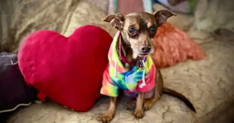 riabbraccia cane smarrito dopo otto anni