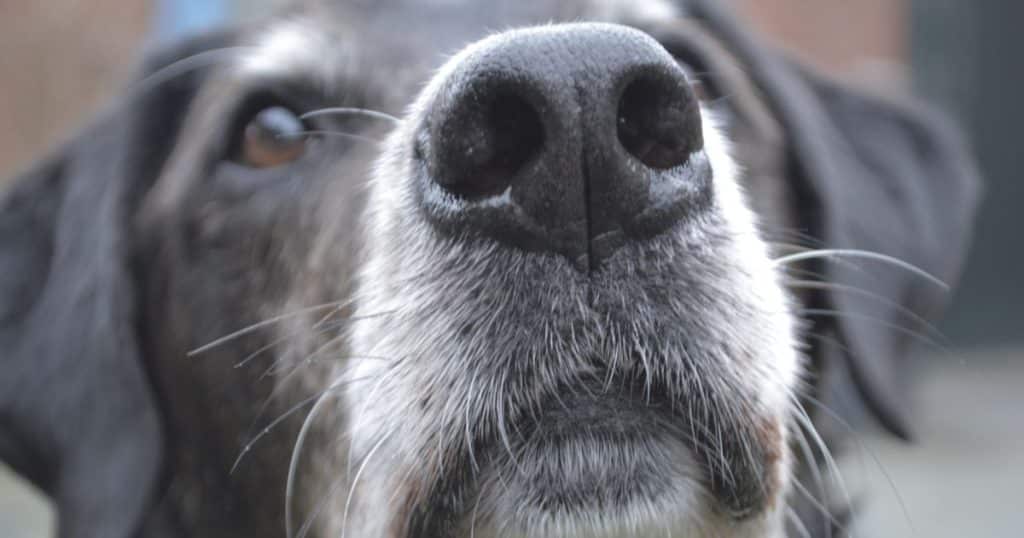 addestramento cani per fiutare cancro intestinale