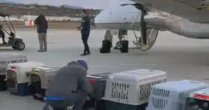 Cani trasferiti in aereo da un rifugio sovraffollato