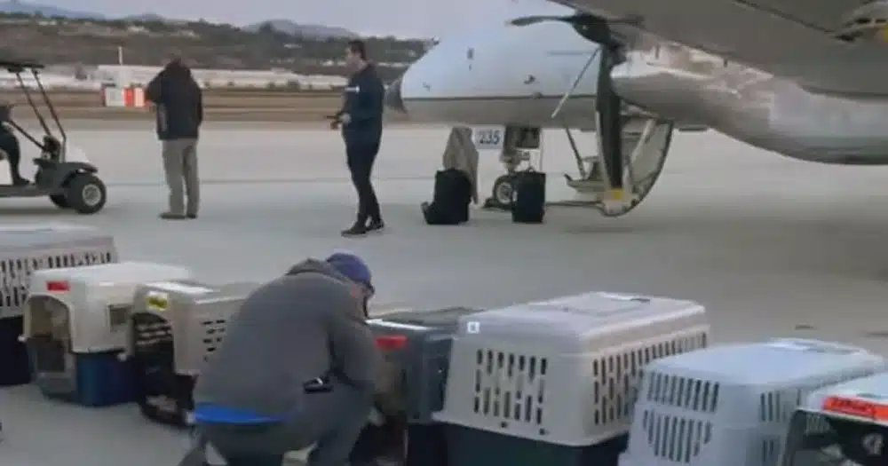 Cani trasferiti in aereo da un rifugio sovraffollato