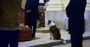 Morto il cane che partecipava ai funerali