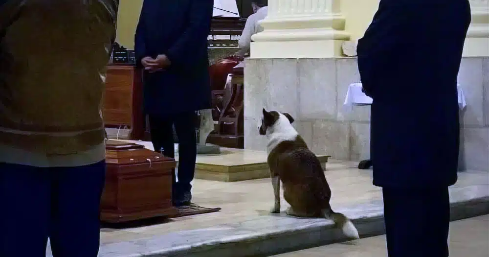 Morto il cane che partecipava ai funerali