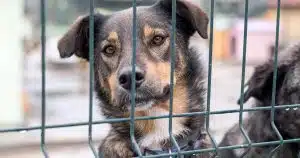 rinuncia al cane 650 euro rivalto d'adda