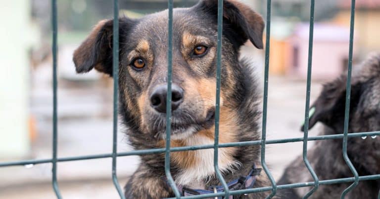 rinuncia al cane 650 euro rivalto d'adda