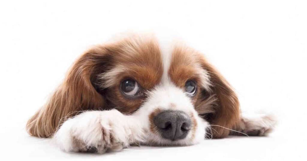 microchip nel cane