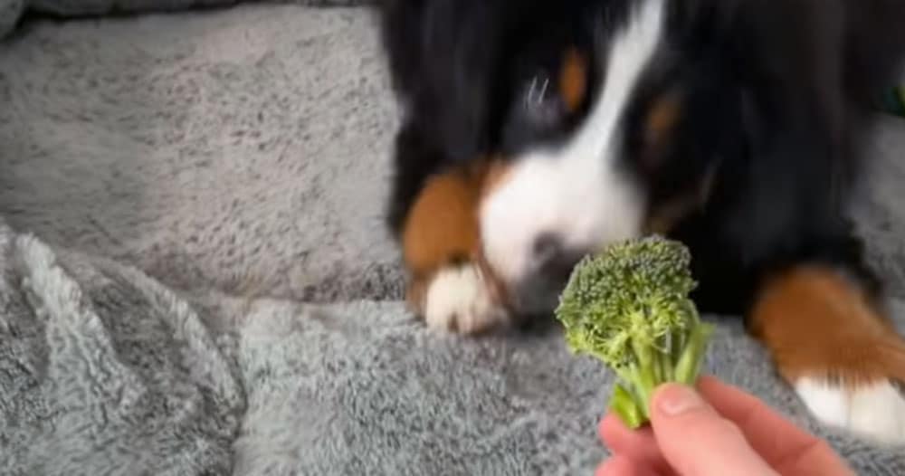 Cane odia i broccoli: il video esilarante che è diventato virale