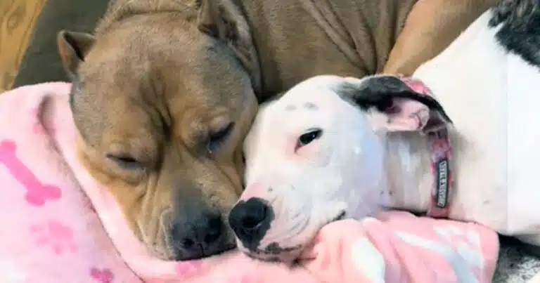 cane randagio trova casa