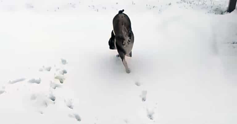 cane sulla neve