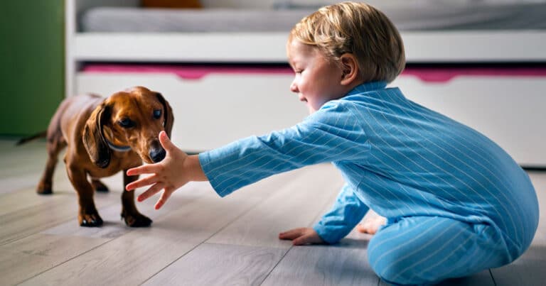 Cani e bambini patentino obbligatorio?