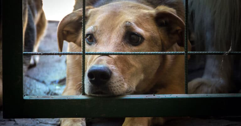 Cinque cani salvati dai Carabinieri