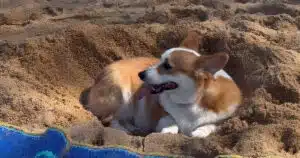 corgi al mare