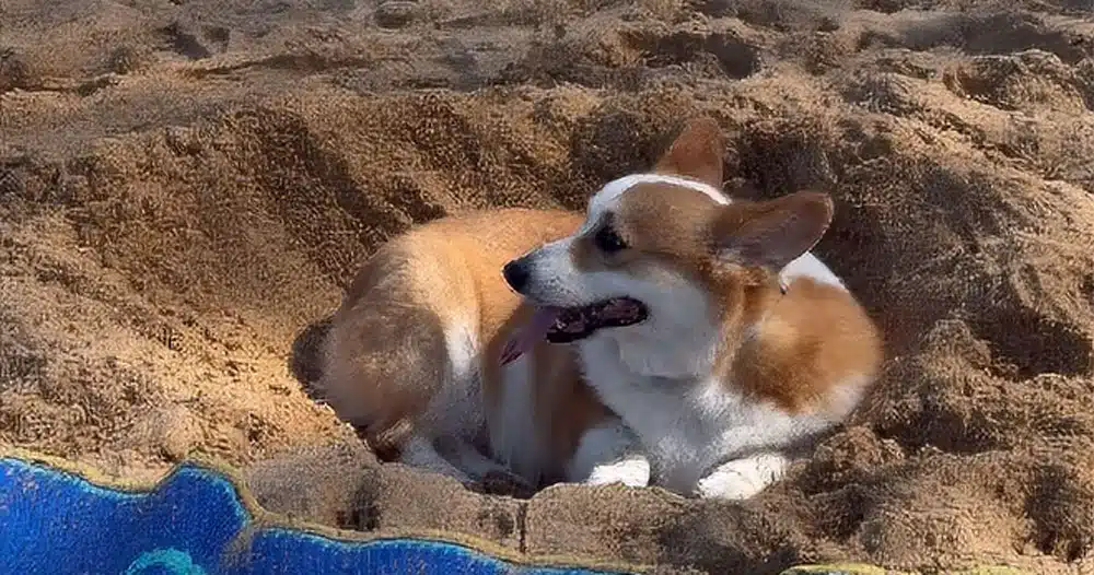 corgi al mare