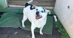 sindrome cushing fiocco cerca famiglia