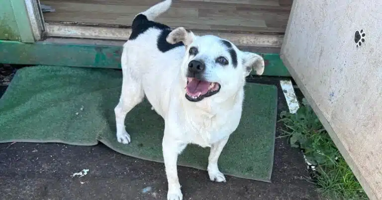 sindrome cushing fiocco cerca famiglia