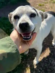 sindrome cushing fiocco cerca famiglia