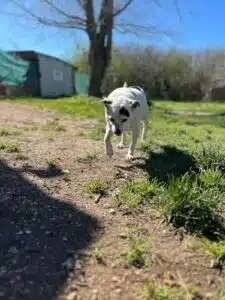 sindrome cushing fiocco cerca famiglia