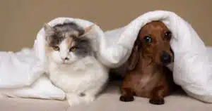 italiani e animali domestici rapporto eurispes 2024