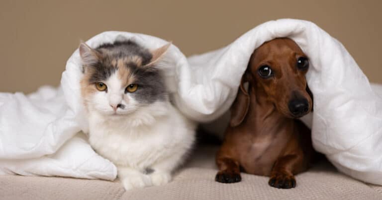 italiani e animali domestici rapporto eurispes 2024