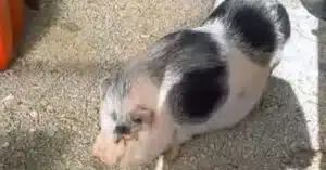 maialina abbandonata