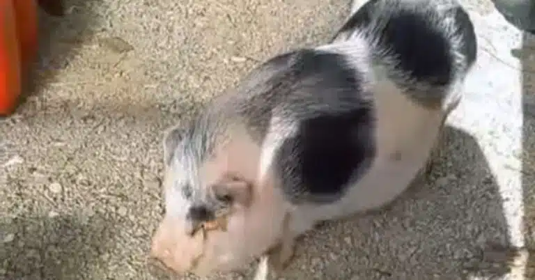 maialina abbandonata