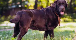 Obesità del cane: scoperto un nuovo gene. È presente anche nell'uomo.
