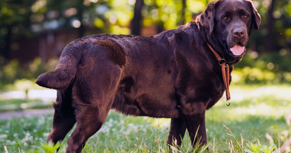 Obesità del cane: scoperto un nuovo gene. È presente anche nell'uomo.