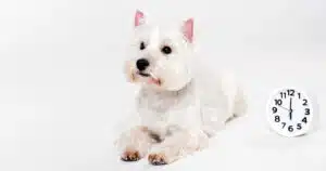 Ora legale come influisce sul cane? 7 suggerimenti per evitargli stress e problemi di salute