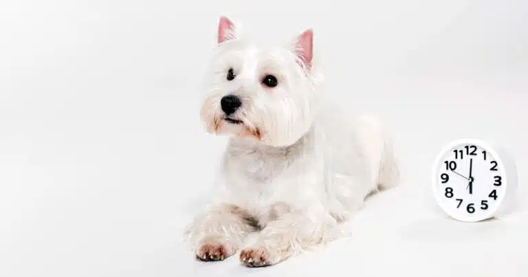 Ora legale come influisce sul cane? 7 suggerimenti per evitargli stress e problemi di salute