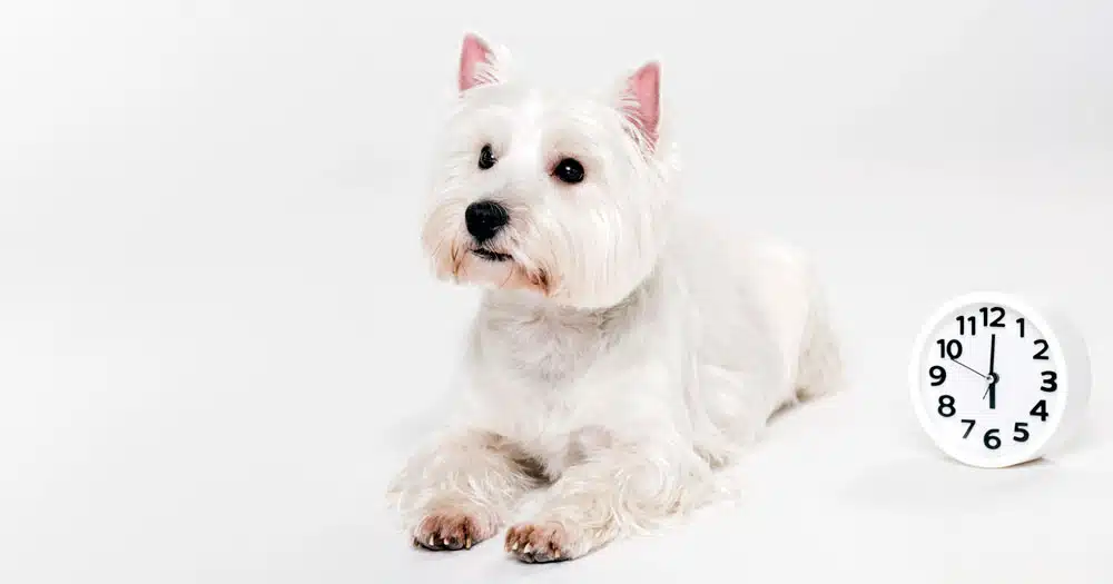 Ora legale come influisce sul cane? 7 suggerimenti per evitargli stress e problemi di salute