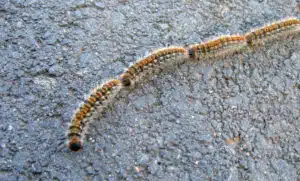 processionaria: pericolo per cane e persone