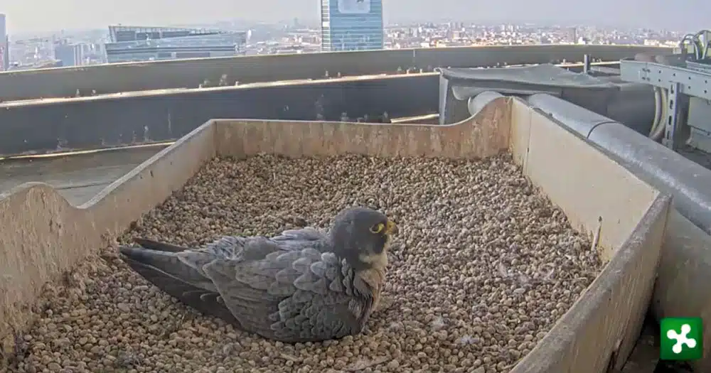 Tre falchi pellegrini stanno per nascere sul tetto del Pirellone