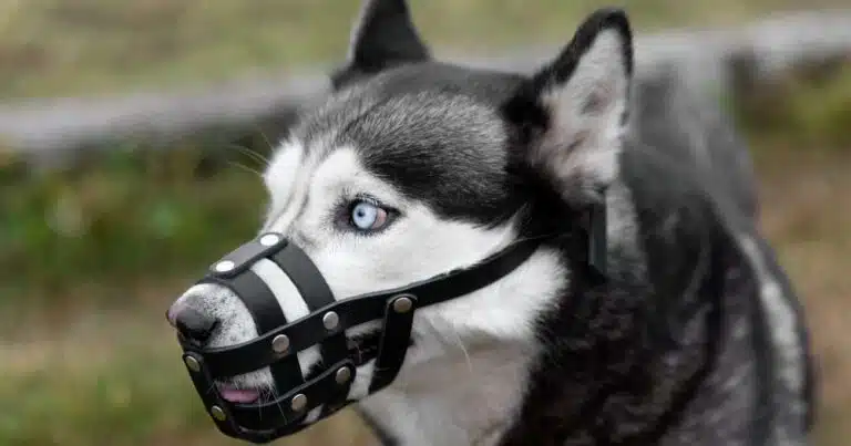 Aggressioni cani: di chi è la colpa?