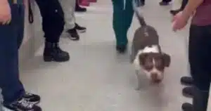 cane da due anni in canile