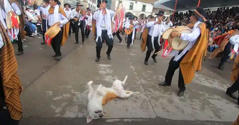 Cane dorme beato in mezzo alla strada e se ne infischia della banda che passa. Il video virale.