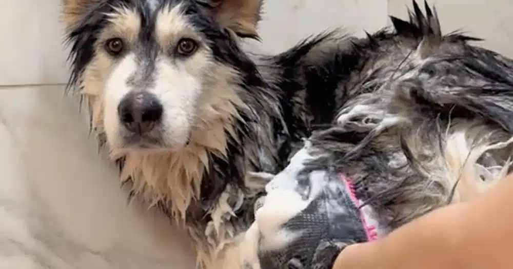 cane si rilassa nella spa il video virale