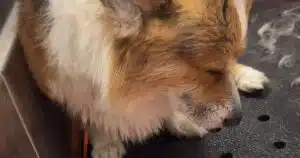 Corgi sconsolato durante la toelettatura