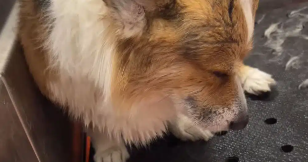 Corgi sconsolato durante la toelettatura