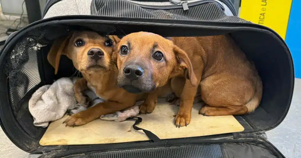 Cuccioli abbandonati in un borsone: scoperta scioccante a Monza