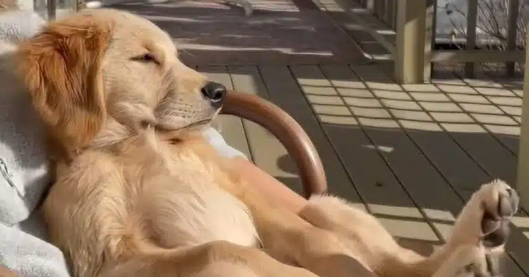 Cucciolo di golden retriever si gode la vita al massimo e il video diventa virale