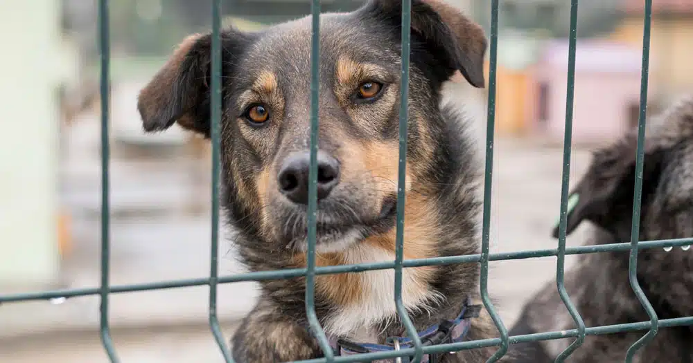 Gli inglesi abbandonano cani e gatti?