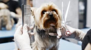 toelettatura cane