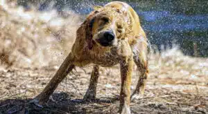 toelettatura del cane asciugatura