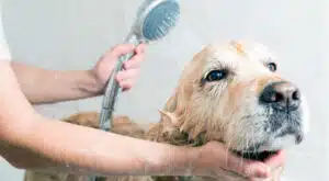 toelettatura del cane