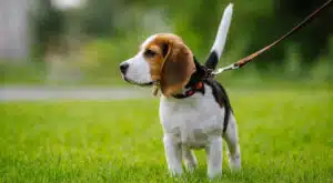 toelettatura del cane
