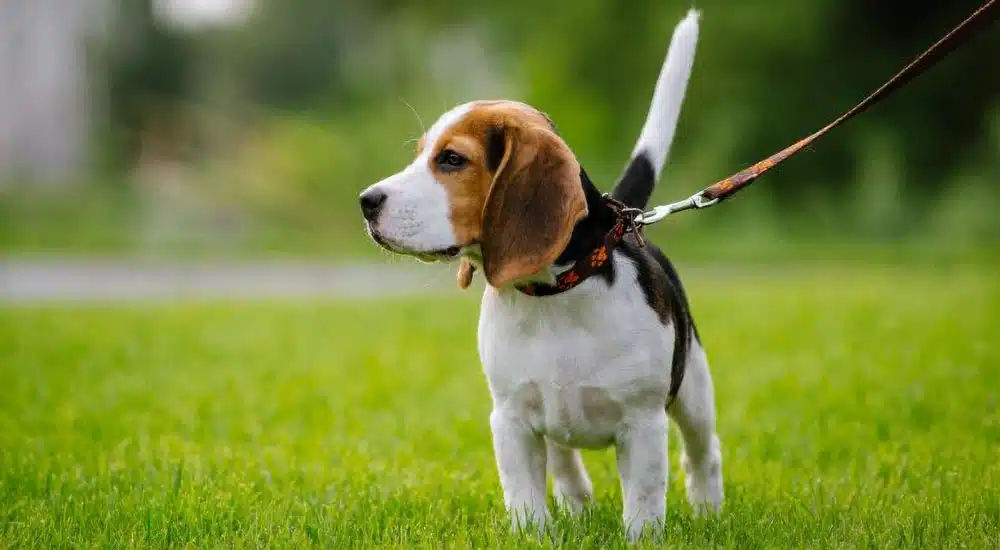 beagle a passeggio