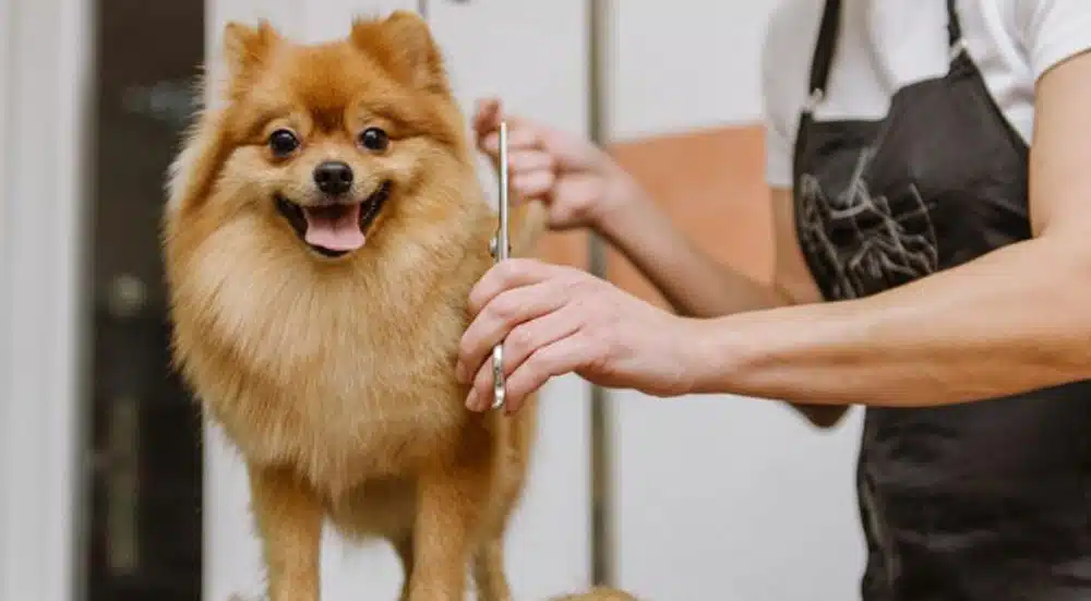 cane tagli del pelo