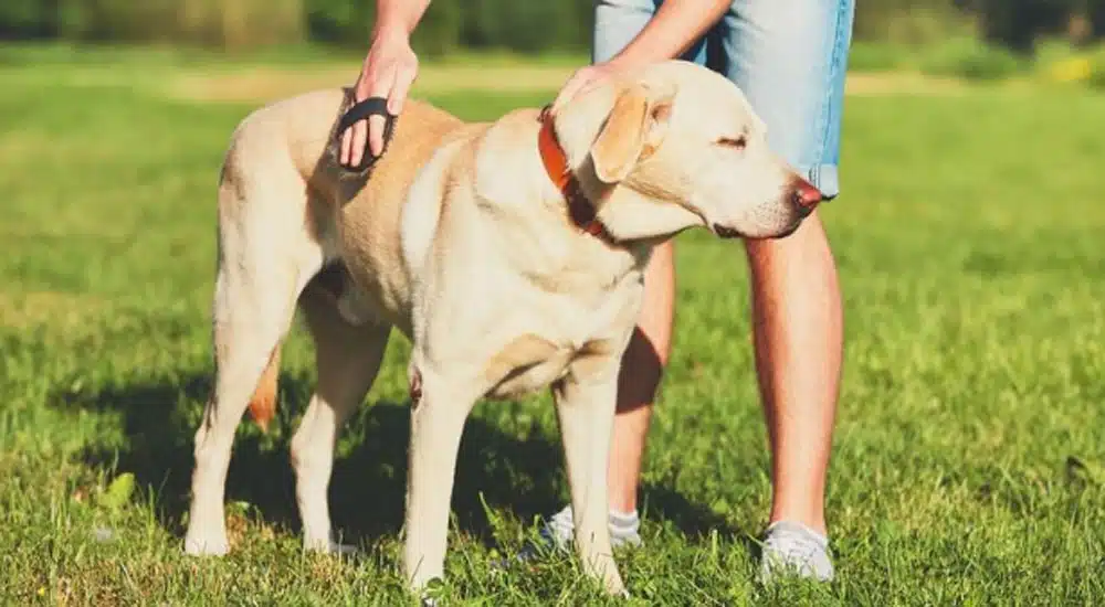spazzolatura del cane