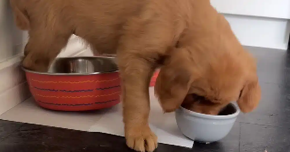 un golden retriever e la sua buffissima giornata: il video divertente