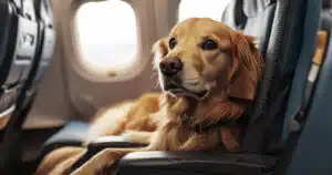 cani in aereo